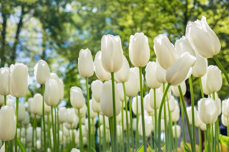 foto bloemen