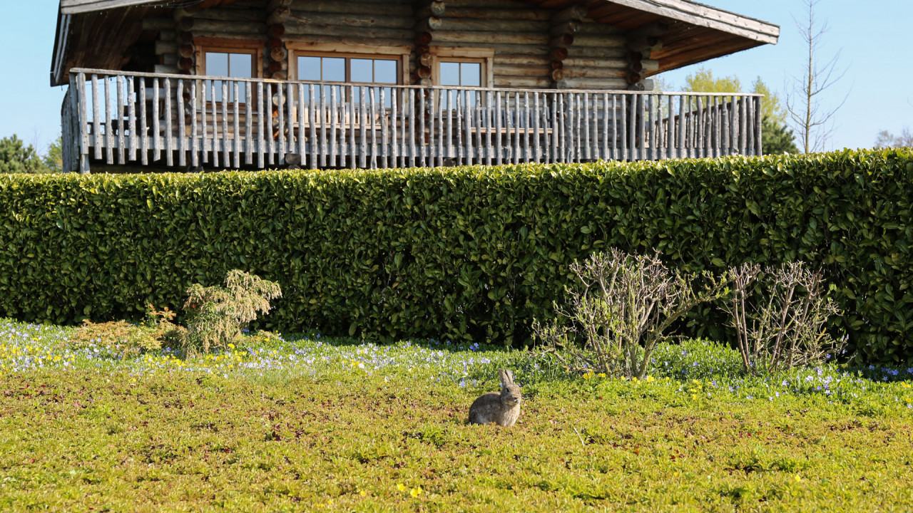 Konijn in de tuin van Veluwse Bron in het voorjaar